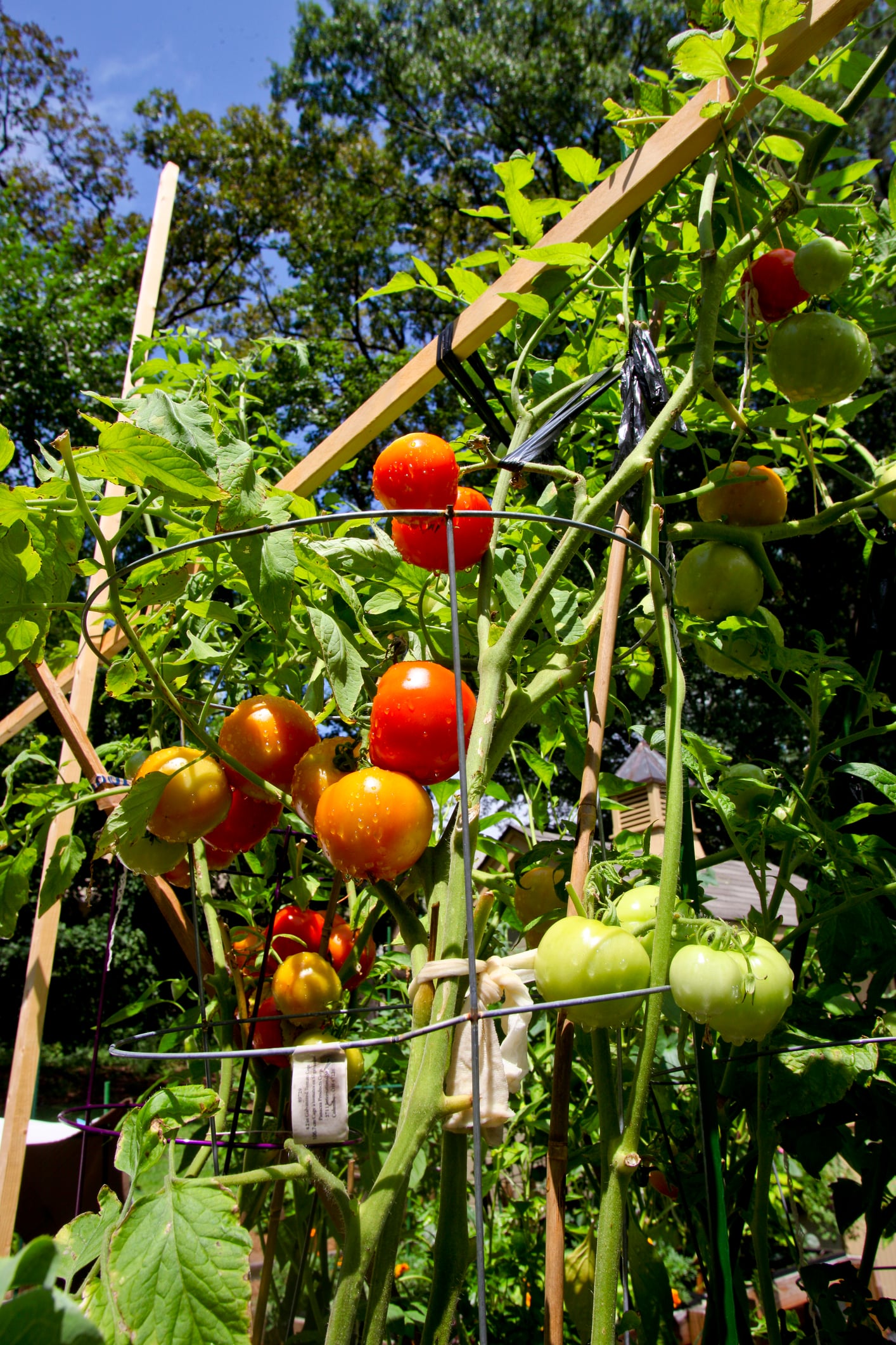 DIY Wired cage Tomato