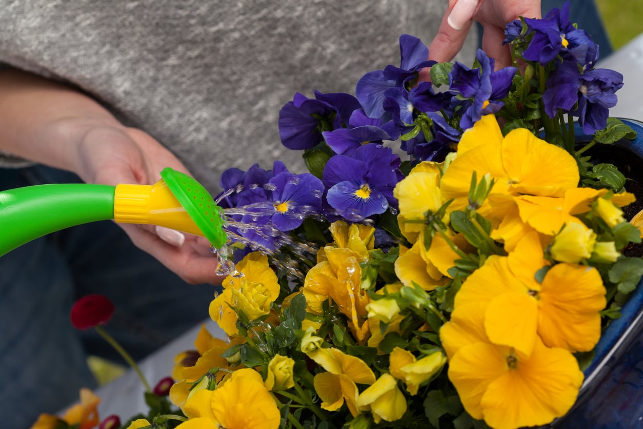watering pansies