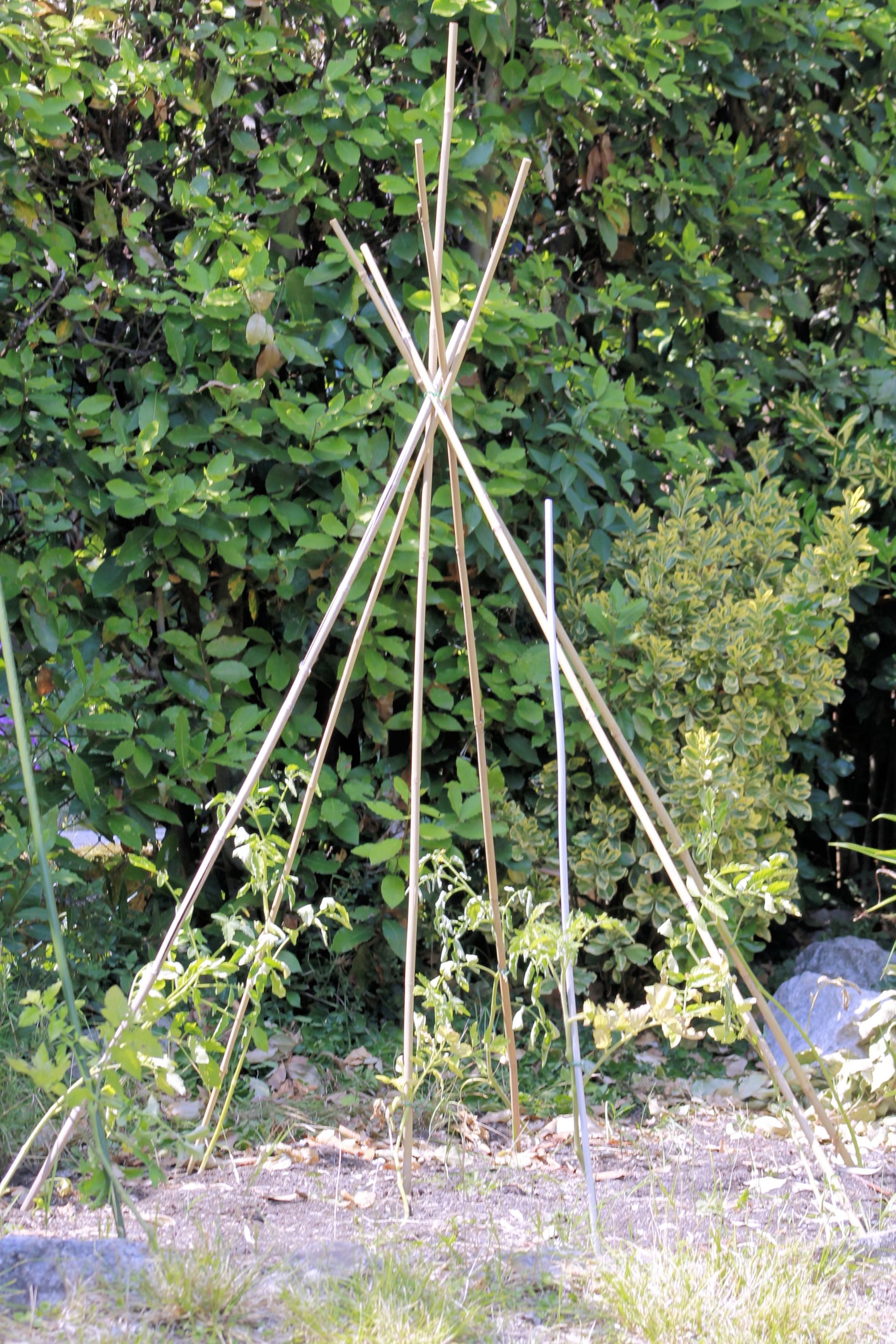 Bamboo Teepee tomatoes