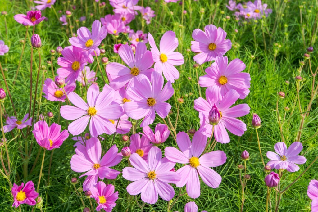 Cosmos