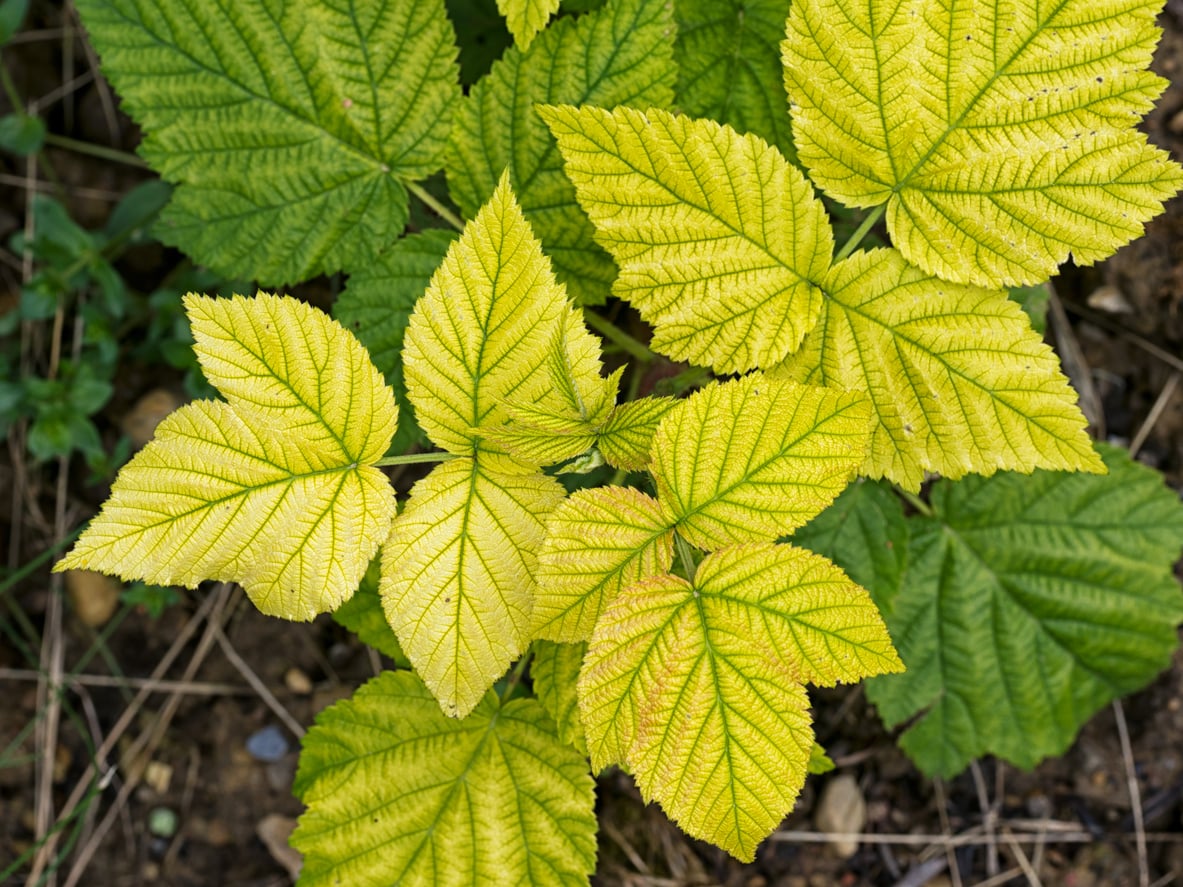 Lack of magnesium on raspberry leaf