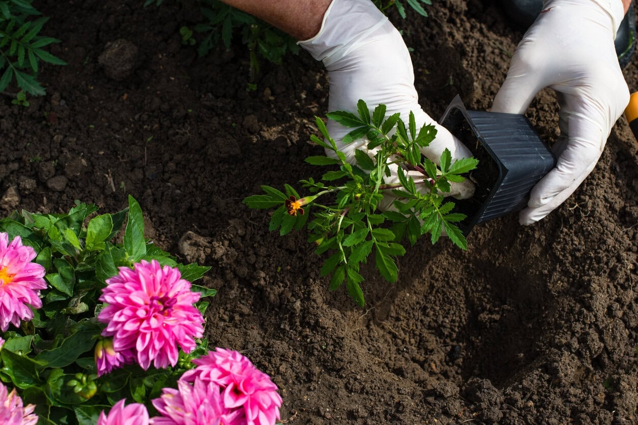 planting marigold
