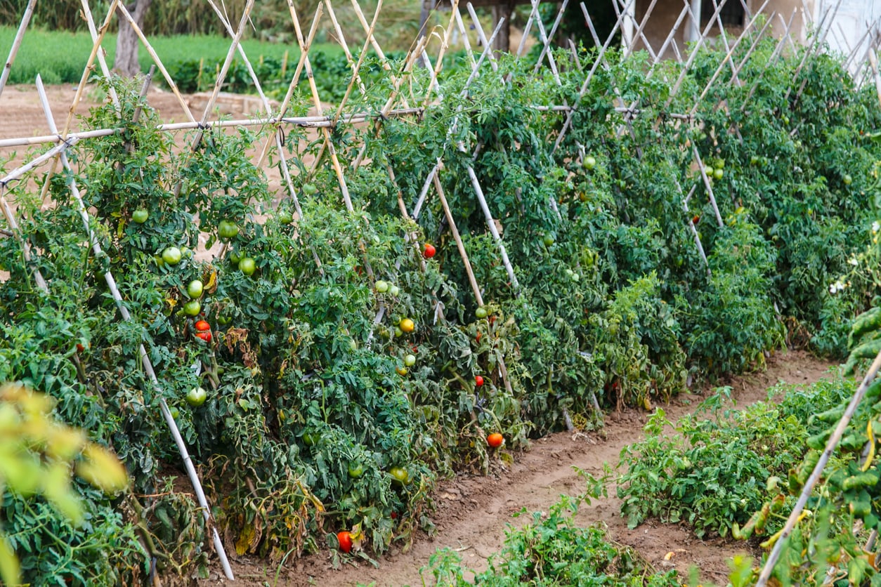 A frame trellis tomato
