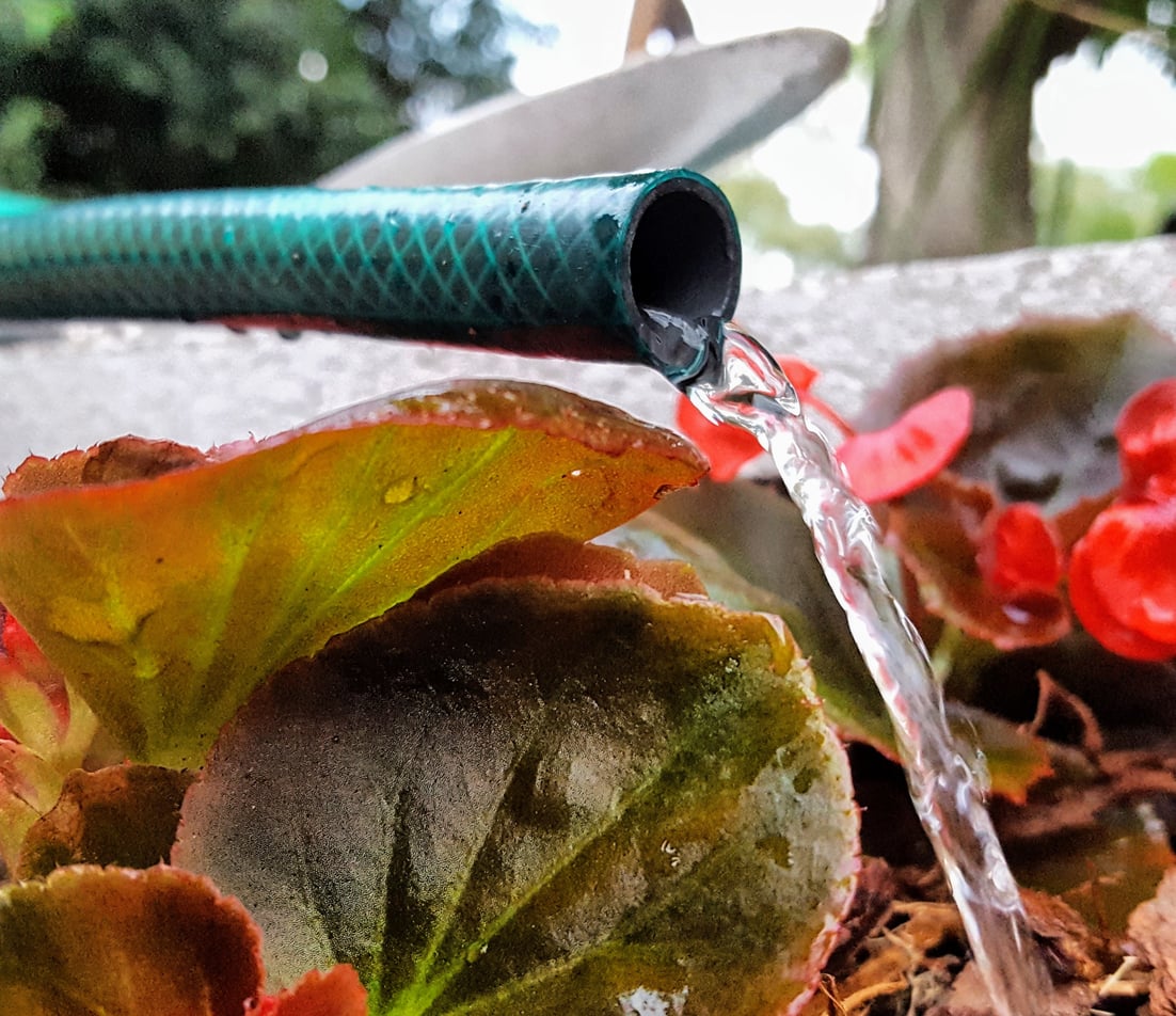 Watering begonia plant