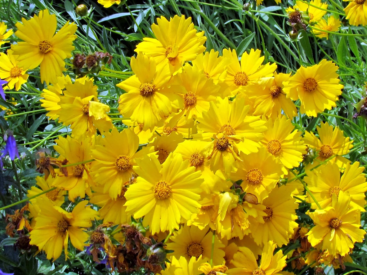 Coreopsis (Coreopsis lanceolata)