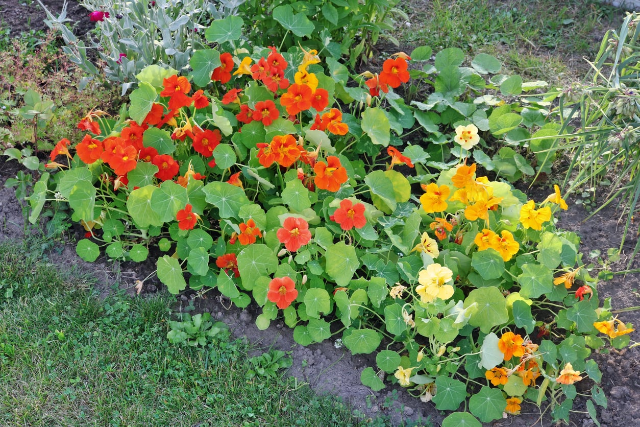 Nasturtium