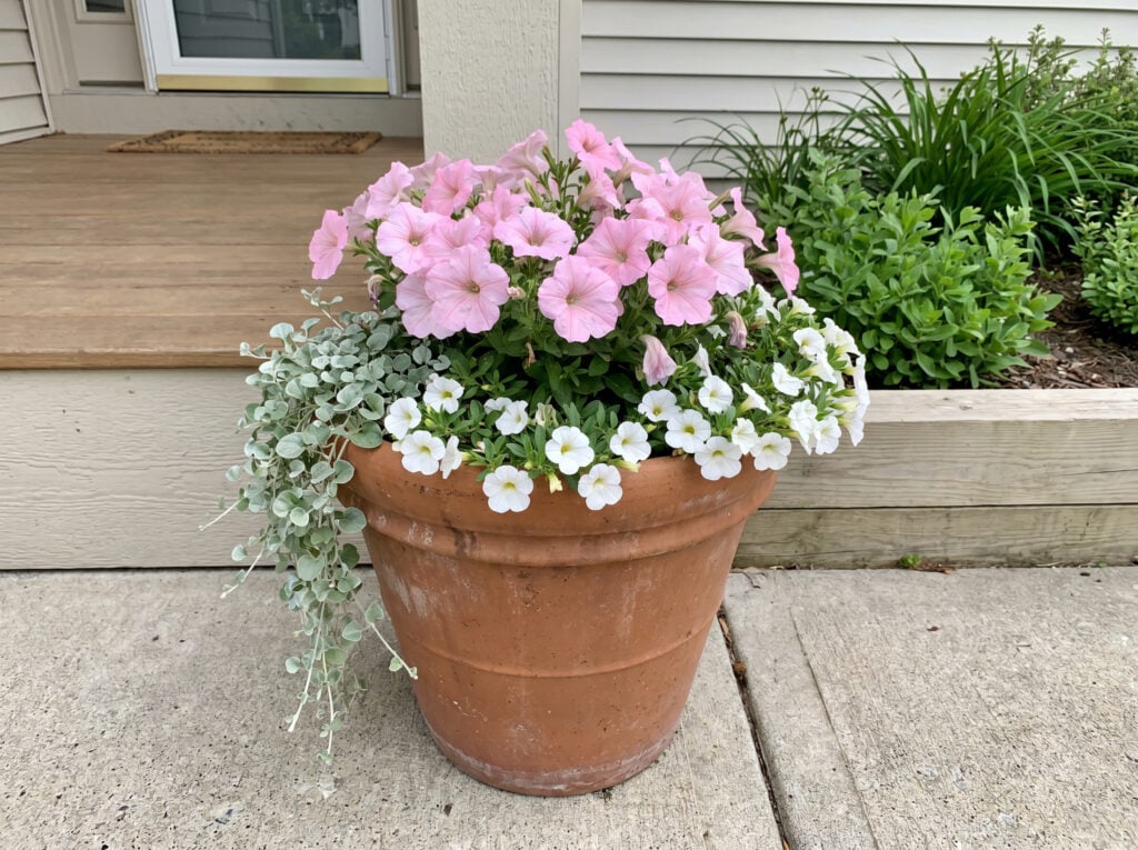 pink petunias, white calibrachoa, and silver dichondra