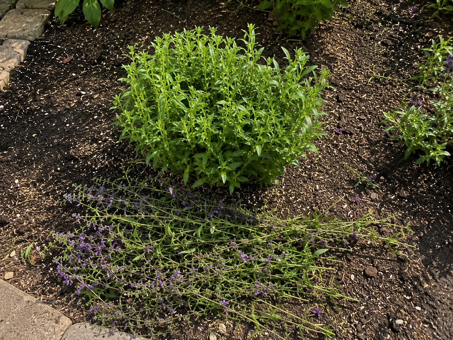 Angelonia after mid-summer cut