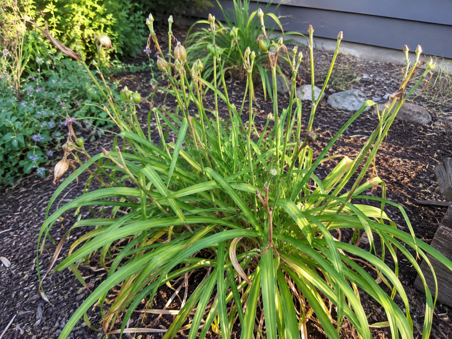 Daylilly after blooming