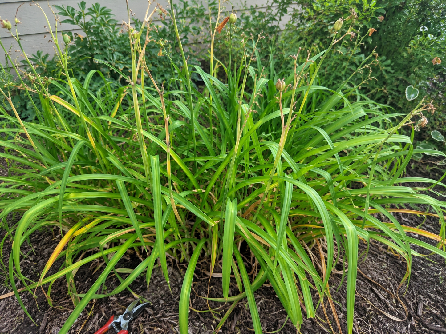 Daylily after blooming summer