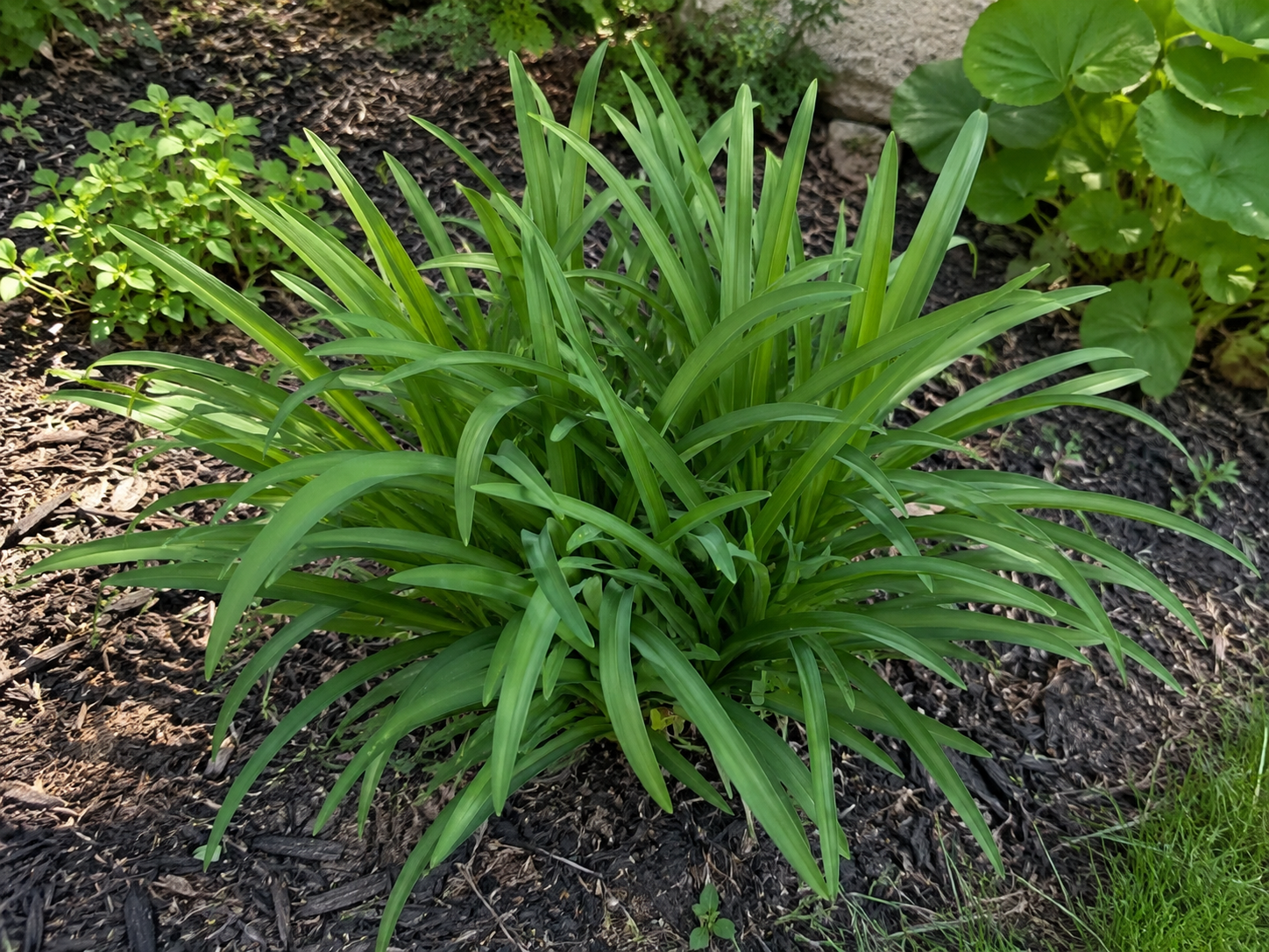 Daylily after summer pruning