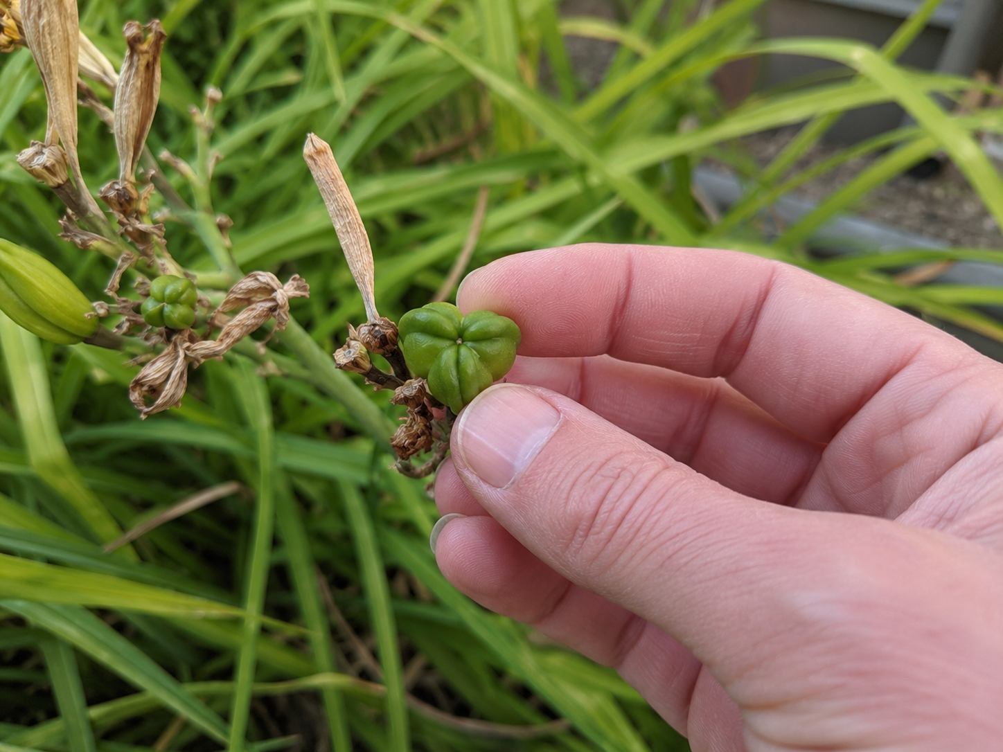 Daylily seed pod
