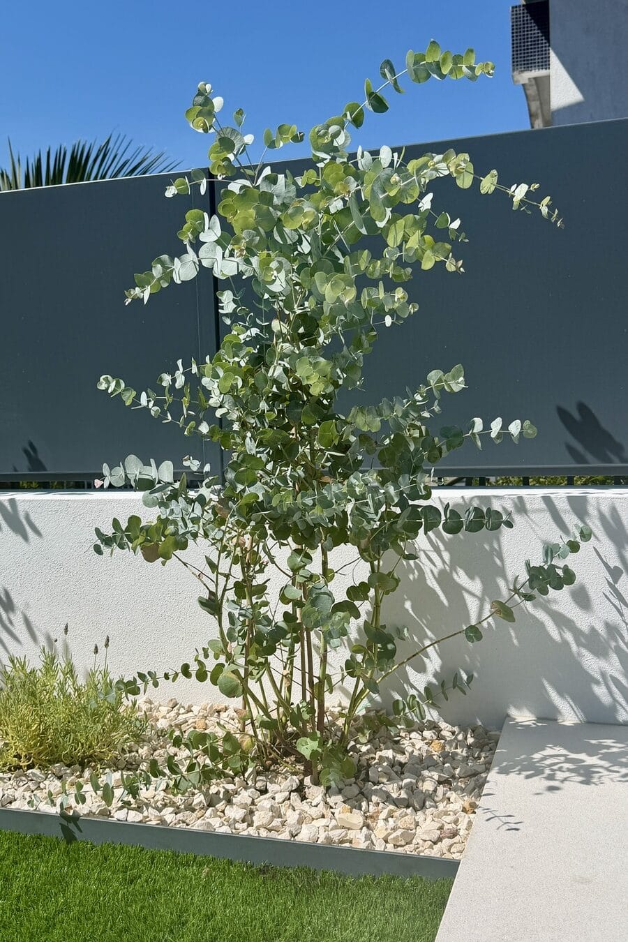 Eucalyptus Gunni