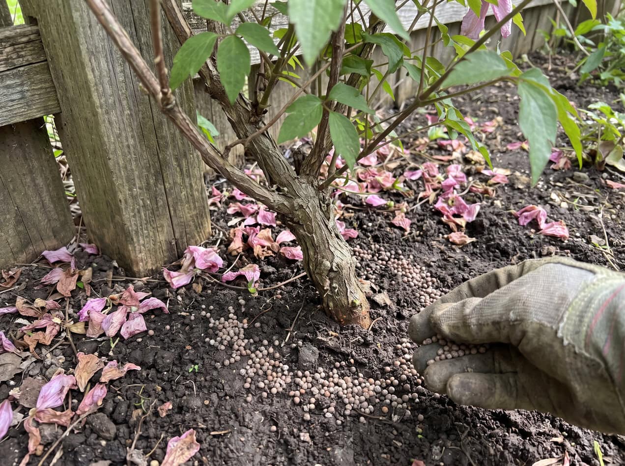 Fertilizing Clematis Montana