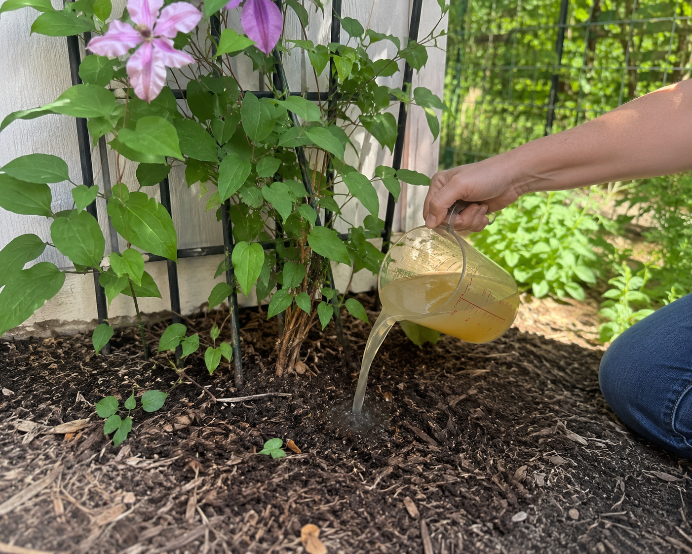 Fertilizing Clematis