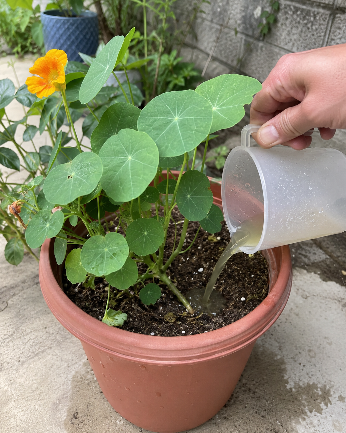 Fertilizing Nasturtiums
