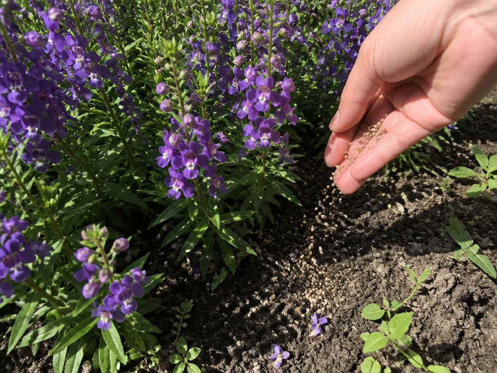 Fertilizing angelonia