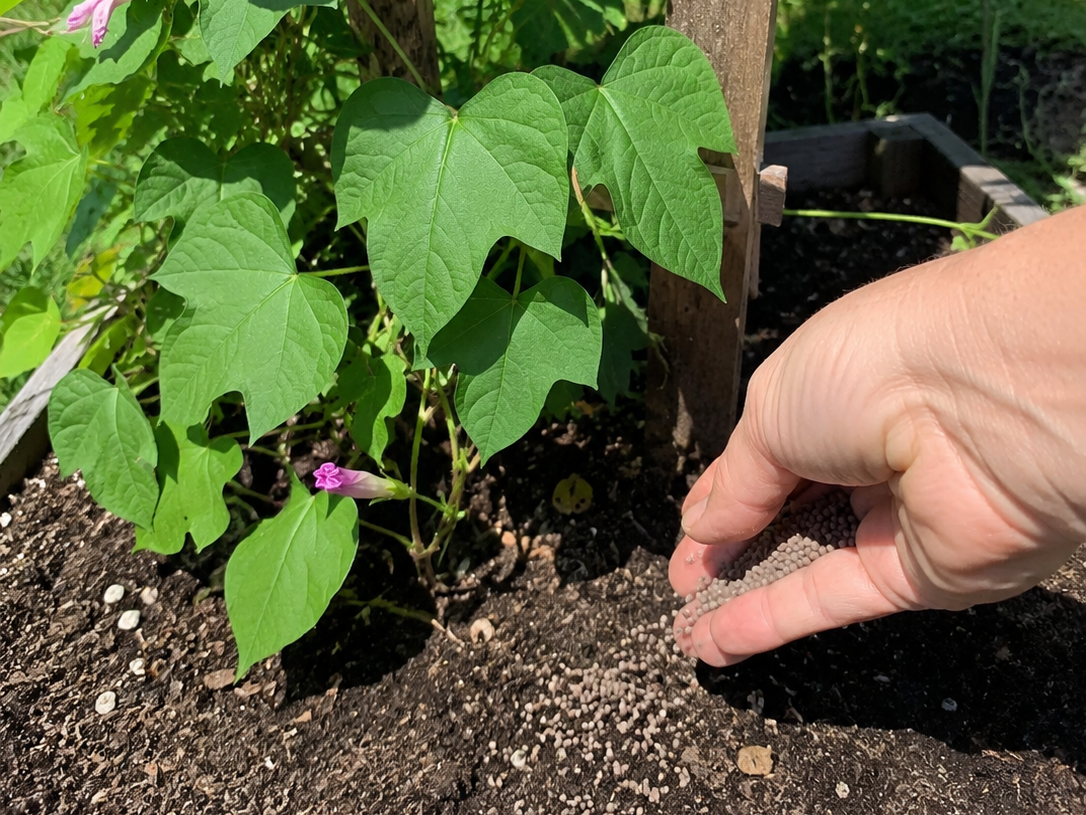 Fertilizing morning glory