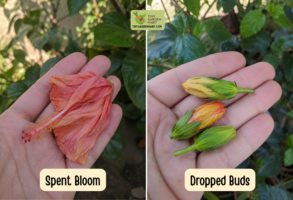 Hibiscus Spent Bloom vs Dropped Buds