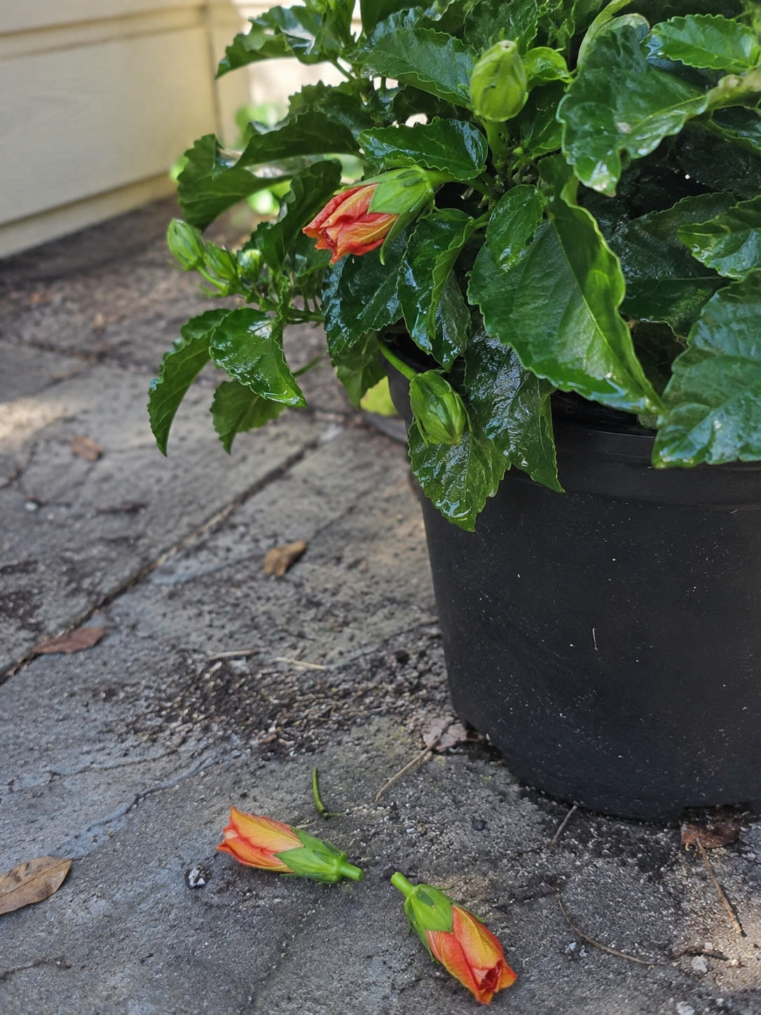 Hibiscus bud drop