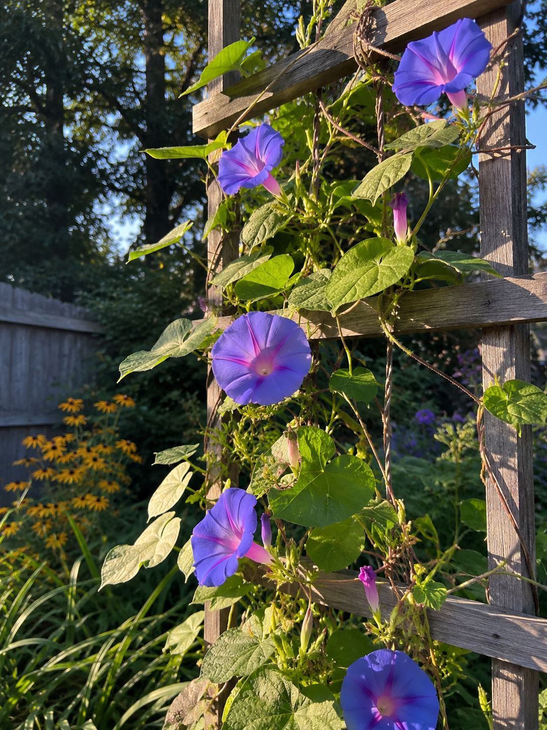 Morning glory morning sun