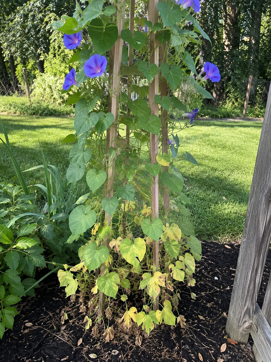 Morning glory yellow bottom leaves