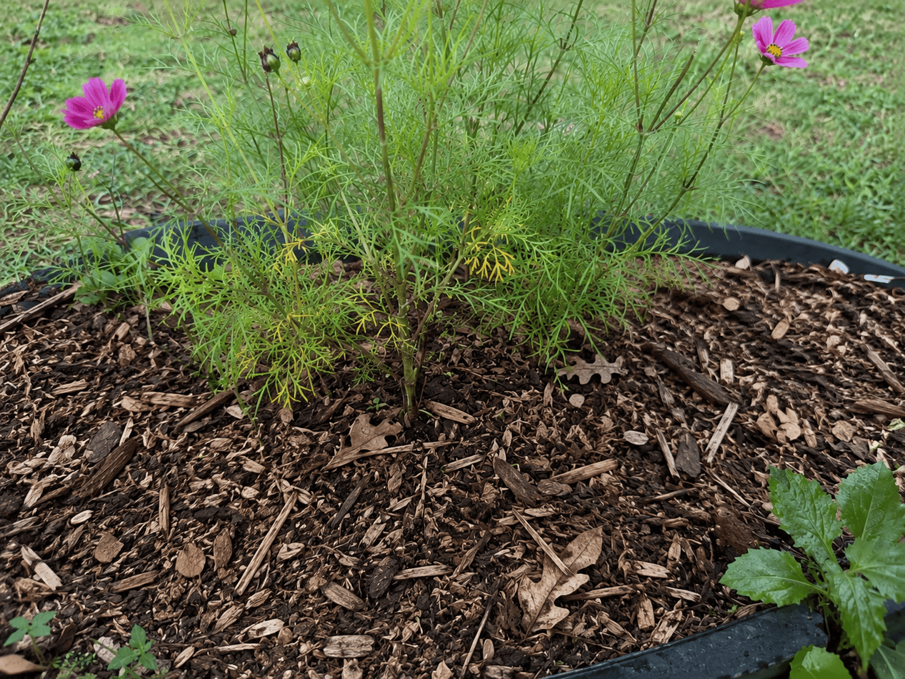 Mulched cosmos