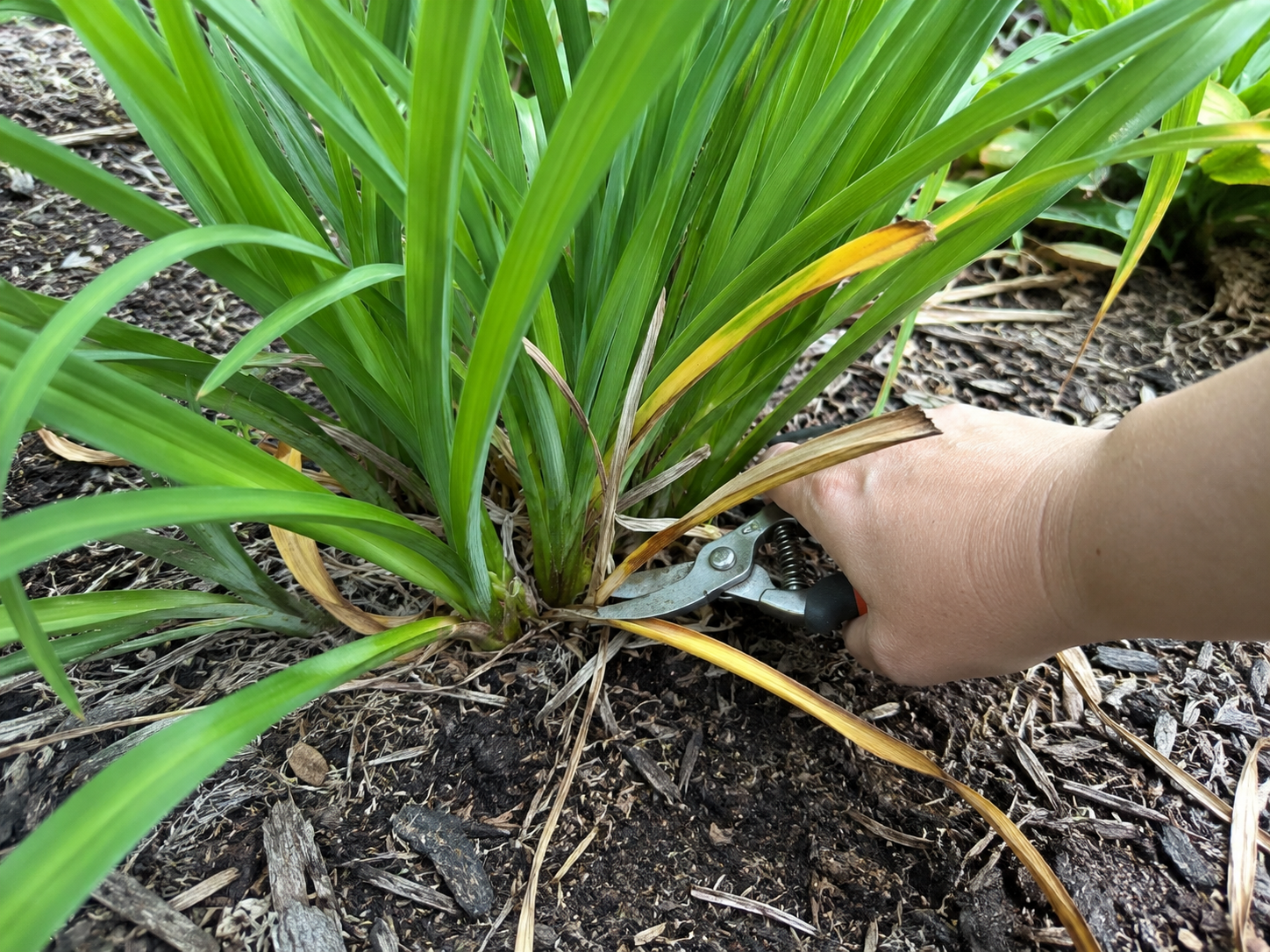 Pruning Daylily yellow leaves