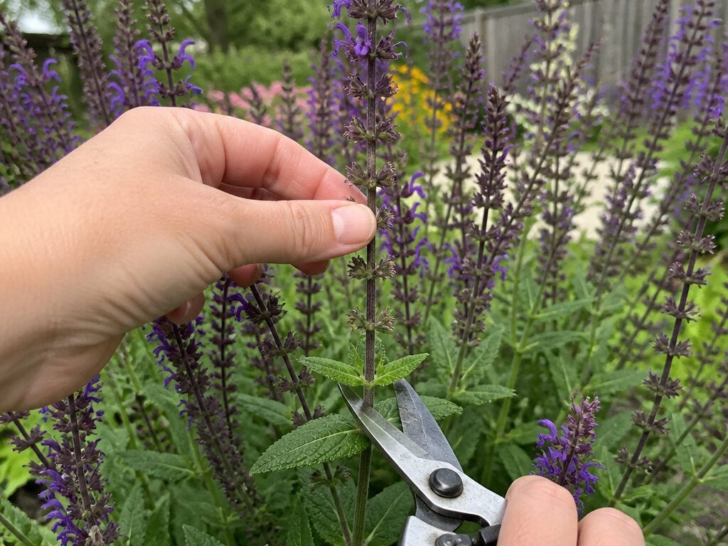 Pruning Salvia