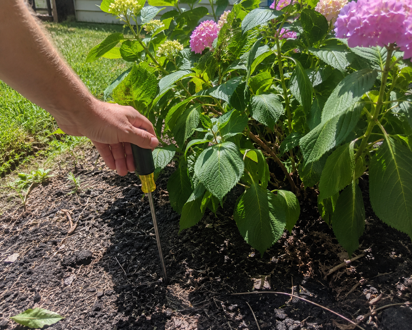 Screwdriver soil check hydrangeas
