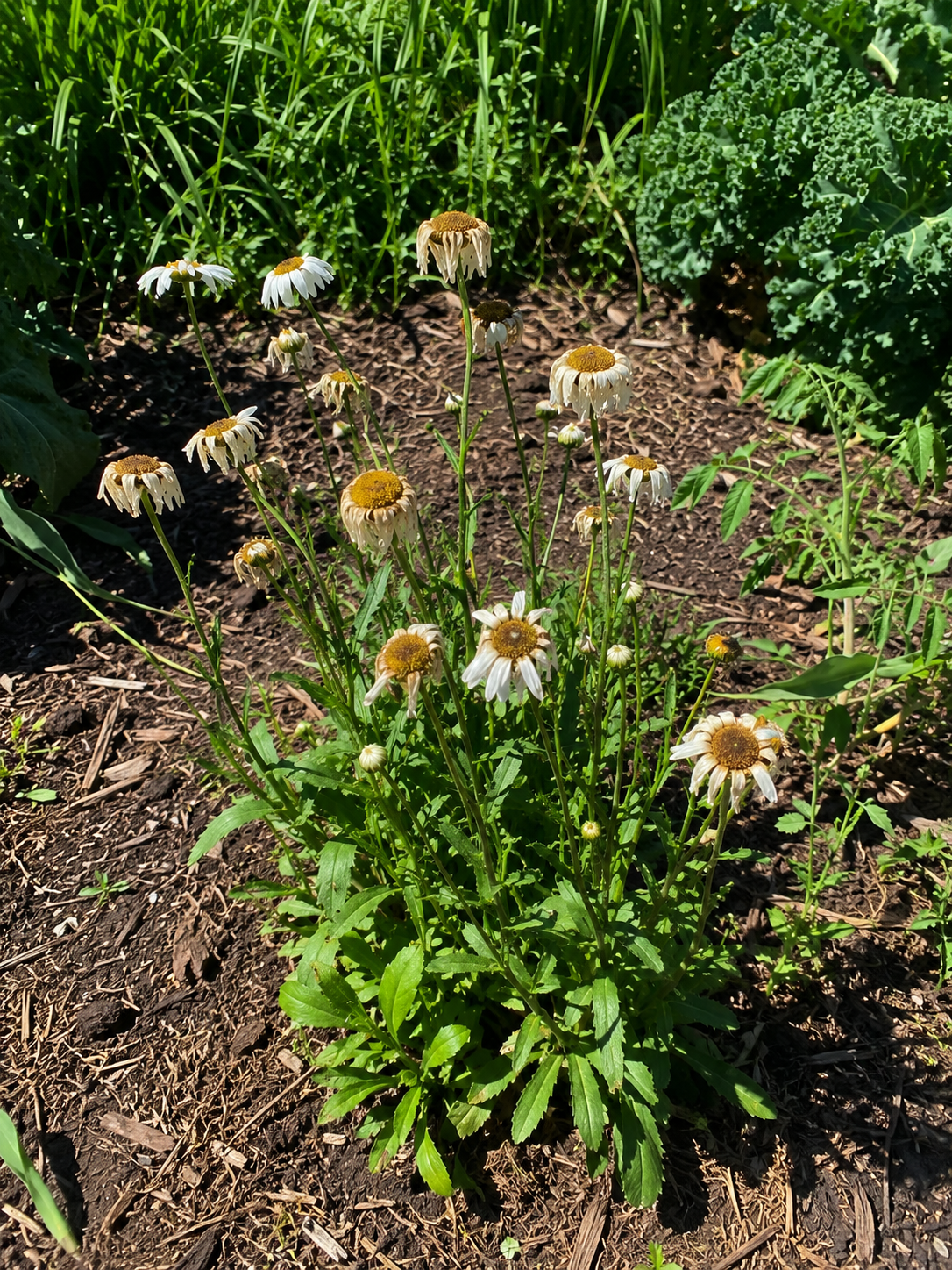 Shasta daisy after blooming
