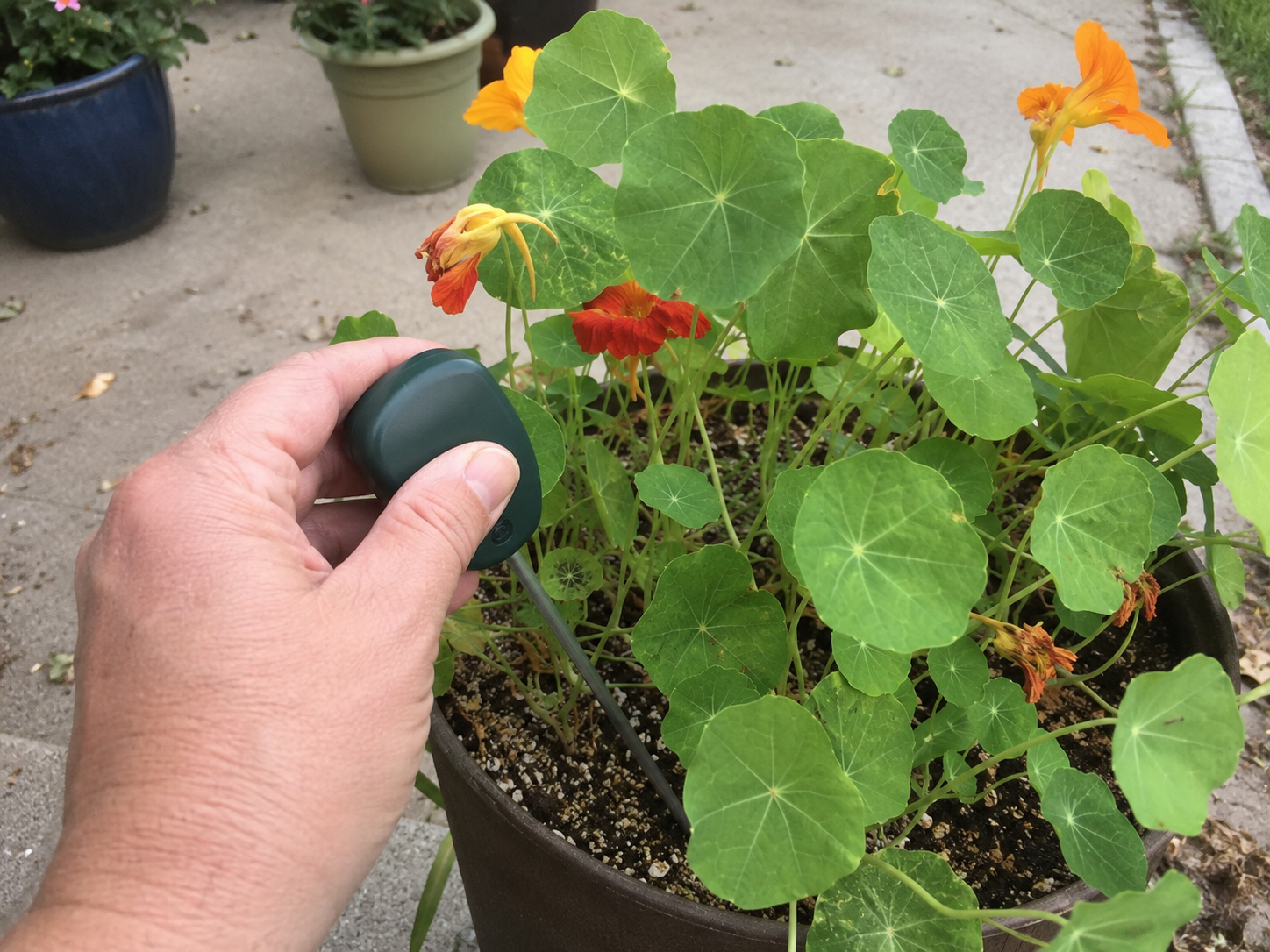 Soil tester Nasturtiums