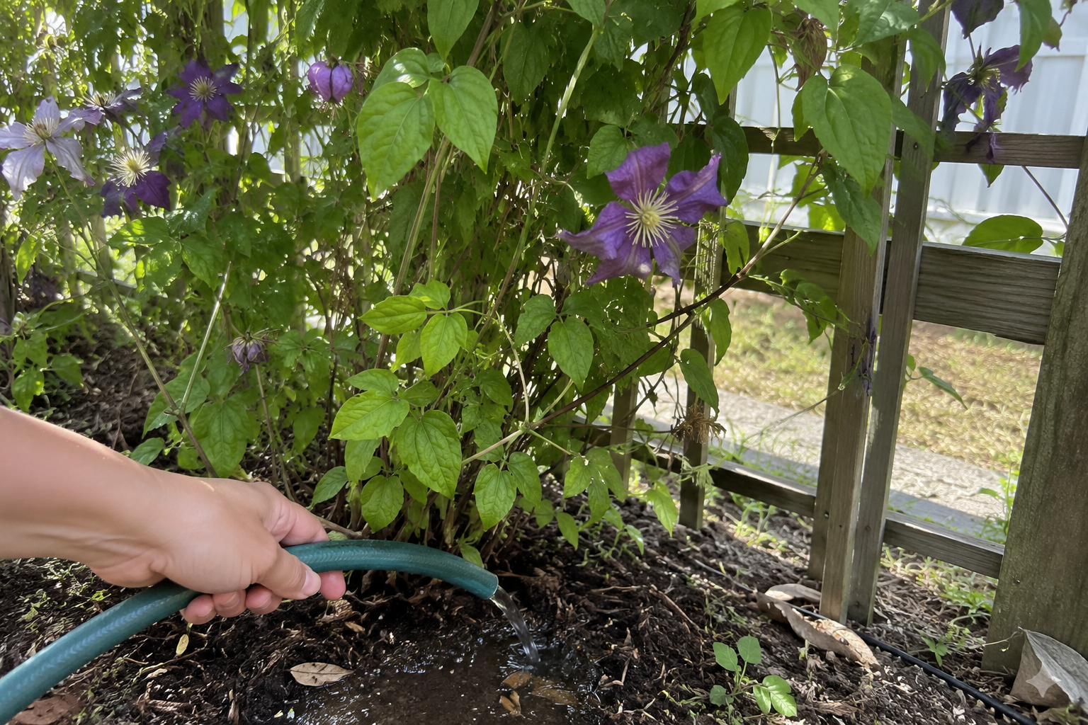 Watering Clematis