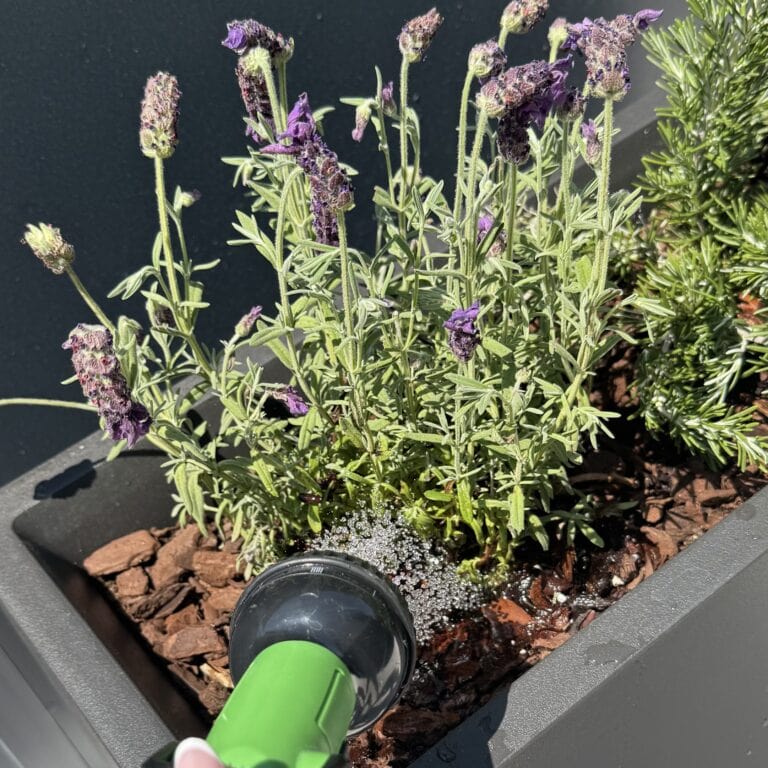 5 August Lavender Tasks and 2 Mistakes That Can Weaken It Before Winter