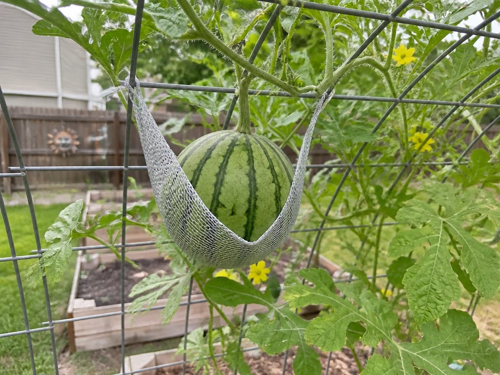Watermelon Cattle Panel Arch