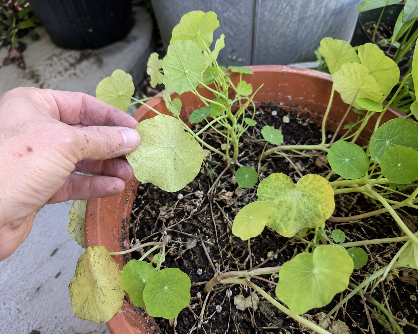 Weak Pale Nasturtium