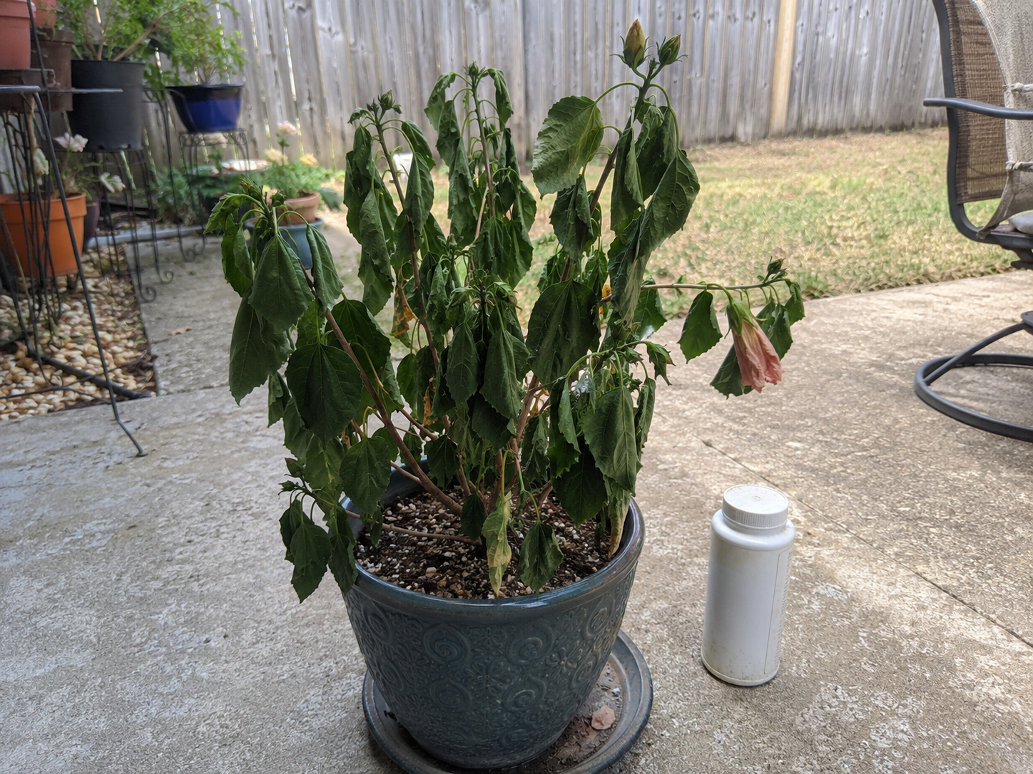 Wilted hibiscus