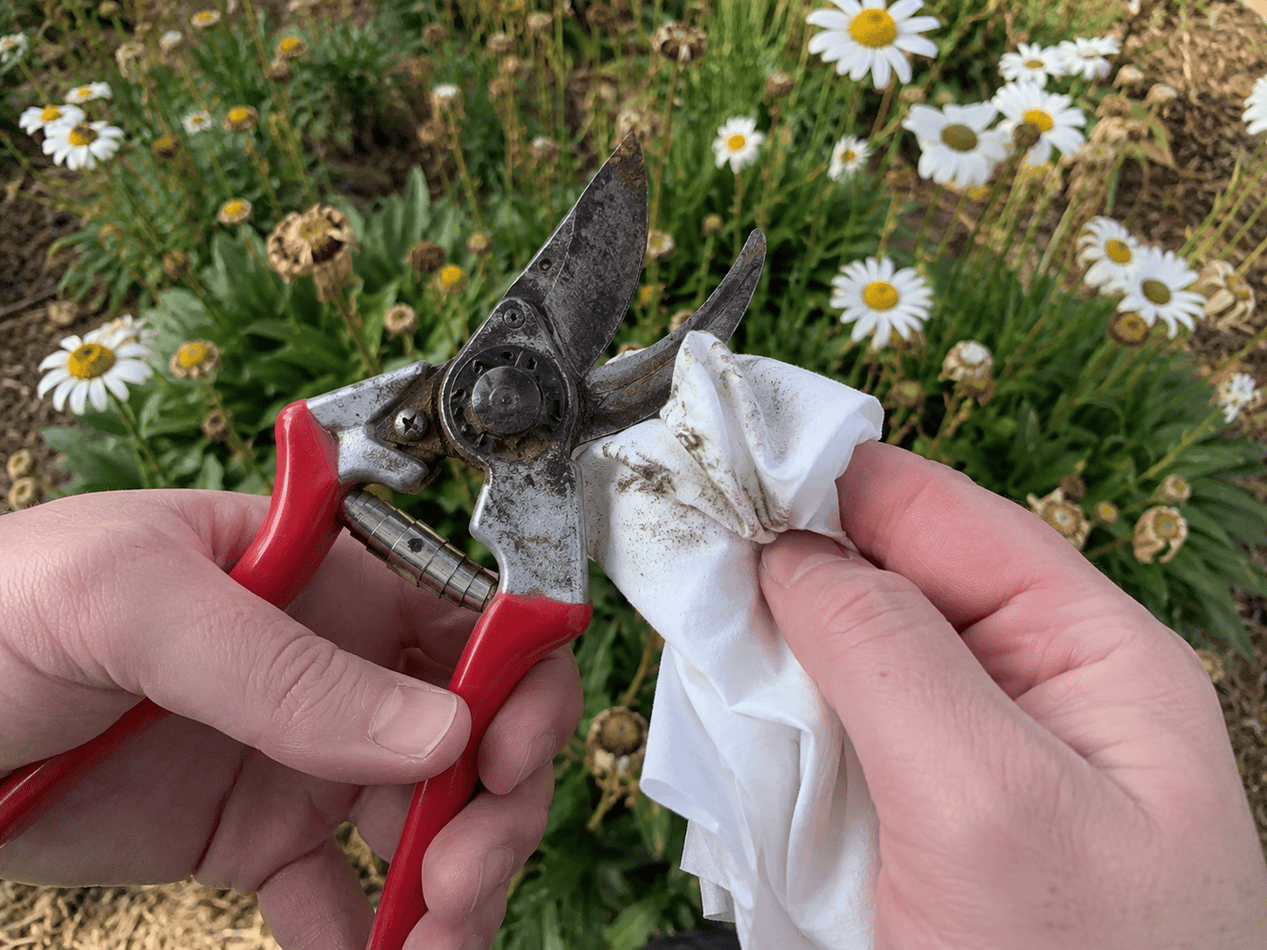 Wiping blades between cuts