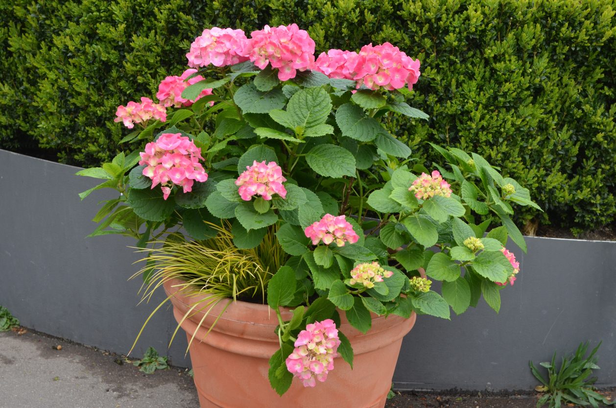 potted hydrangea