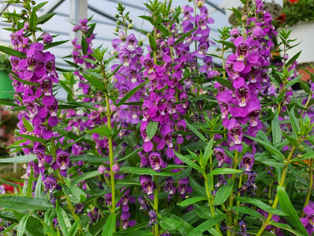 Angelonia or Angelonia goyazensis Benth
