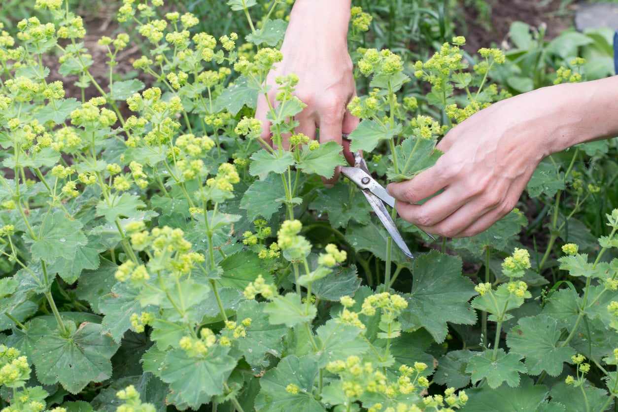 Lady's Mantle (Alchemilla)