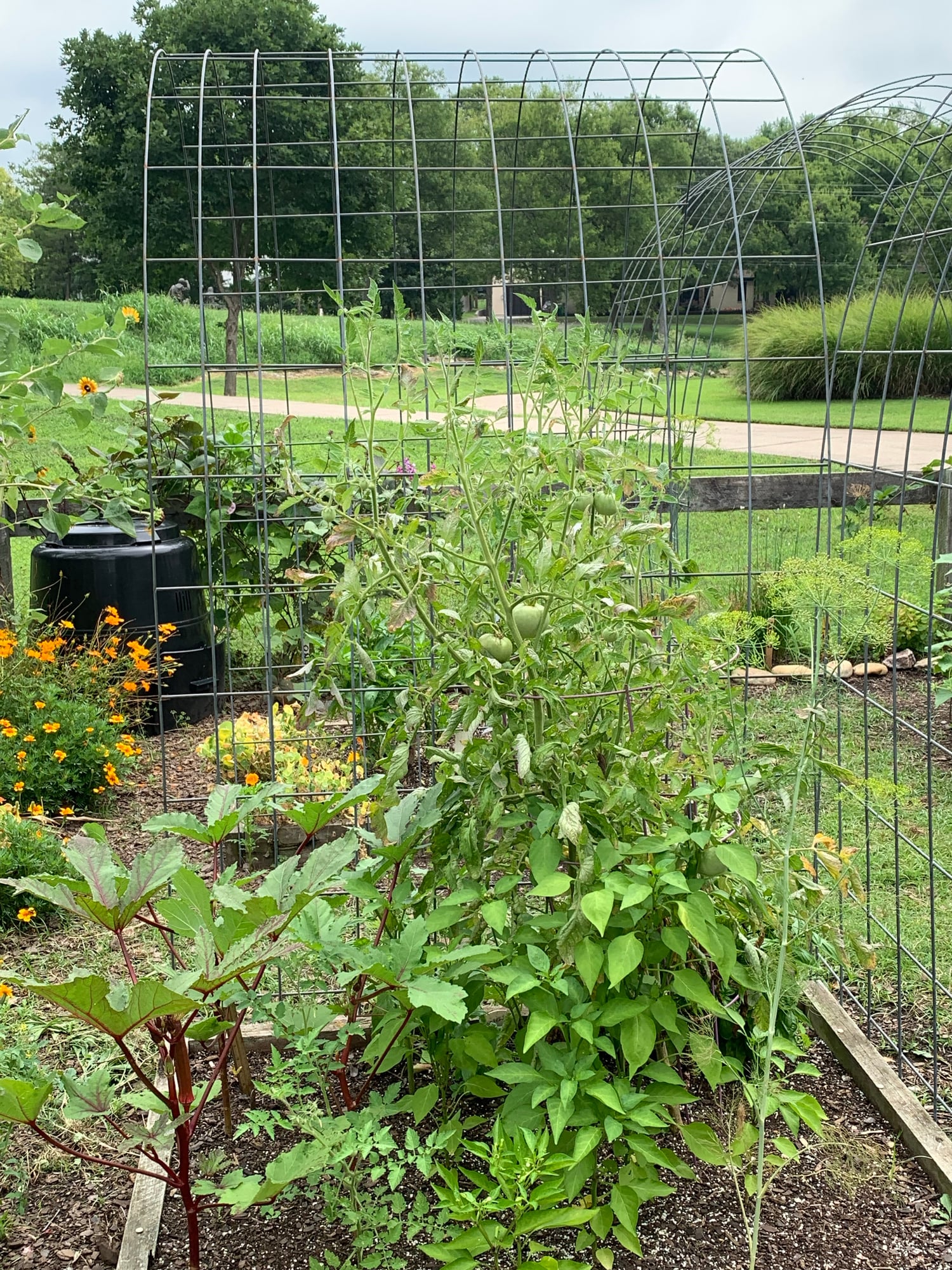 Green Tomatoes growing in cattle panel arch
