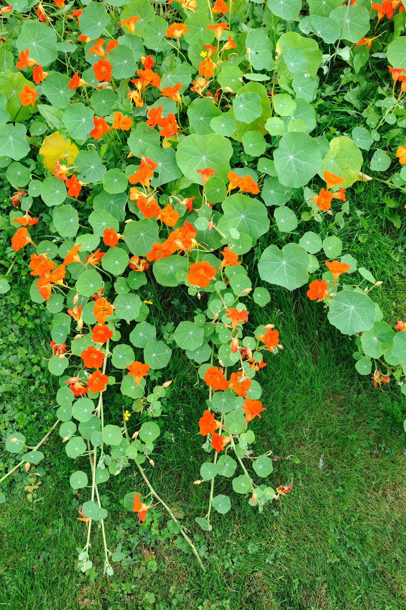nasturtium