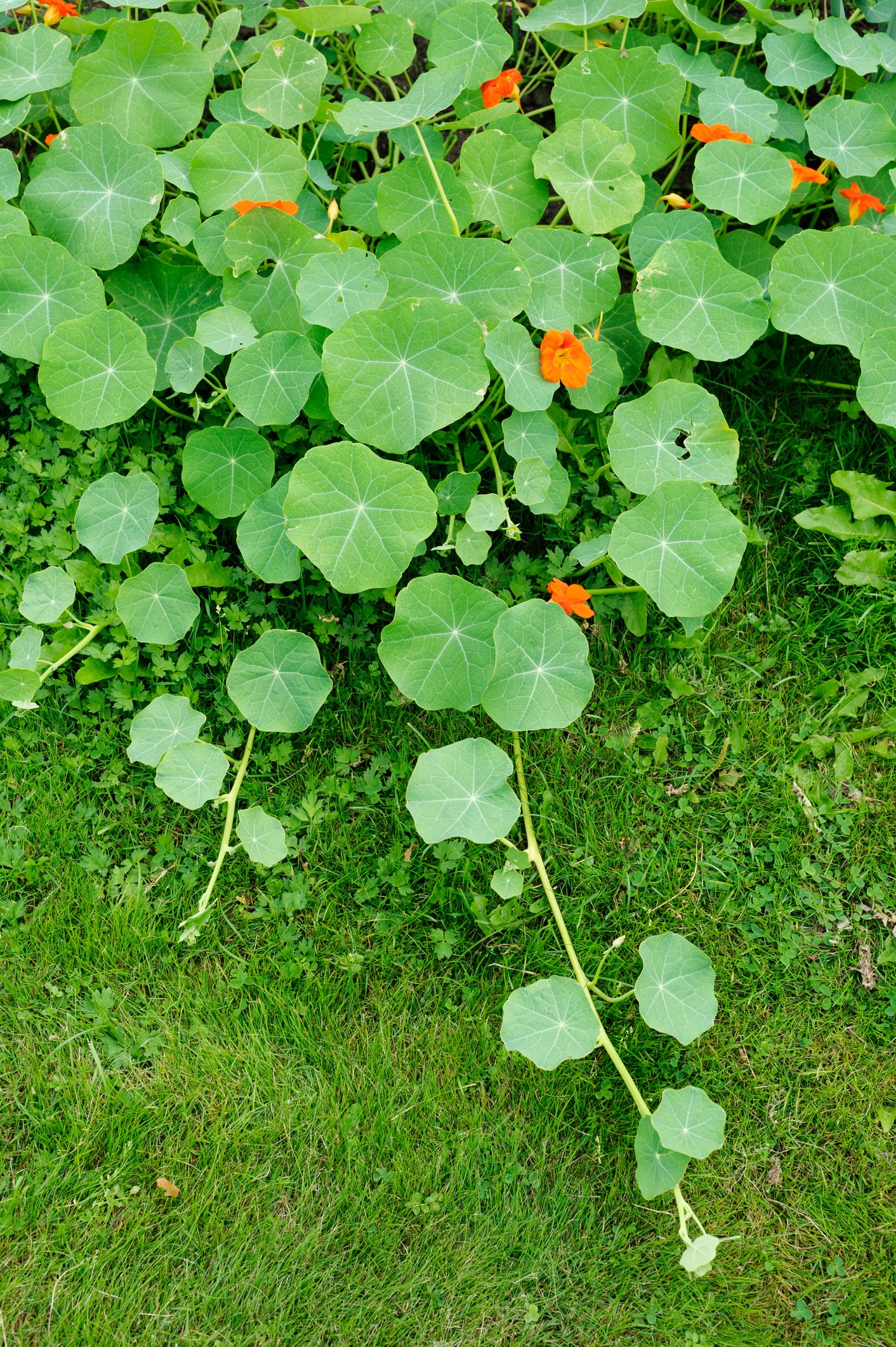 nasturtium