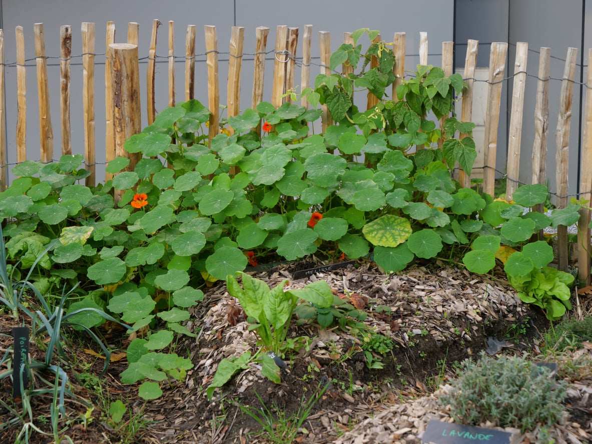 Nasturtiums