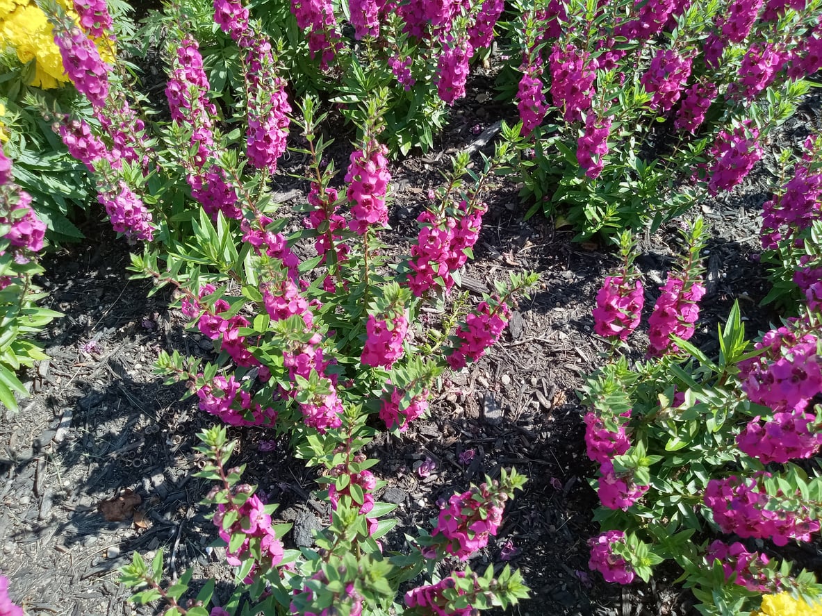 Angelonia full sun