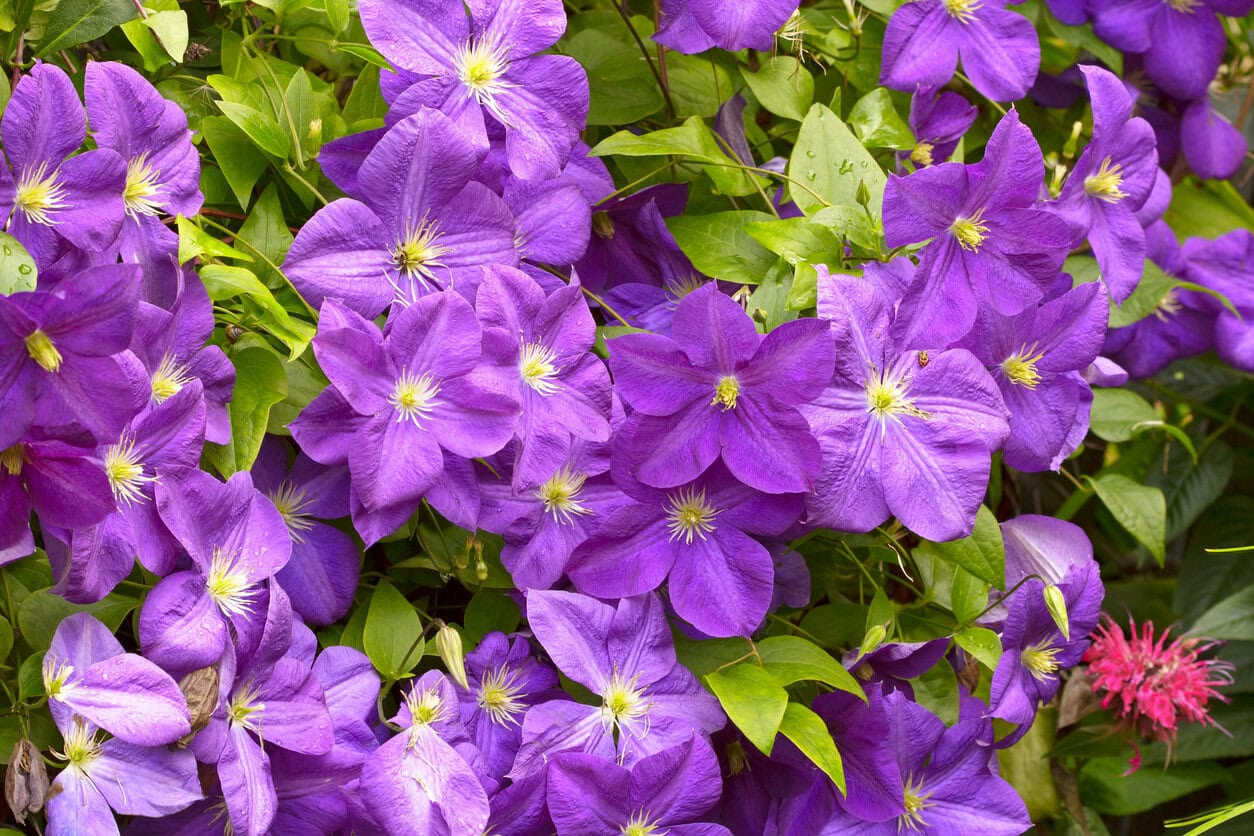 Clematis Jackmanii