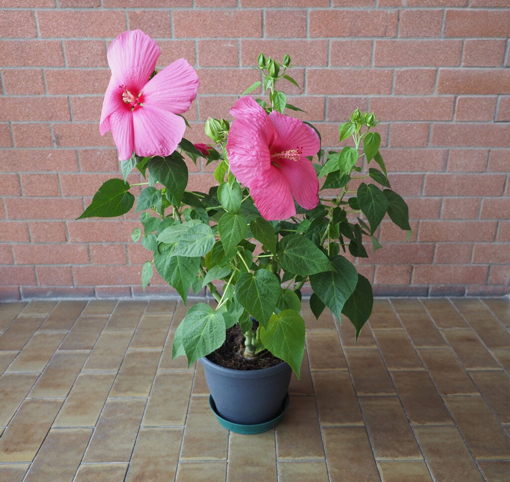 Hardy Hibiscus Rose Mallow
