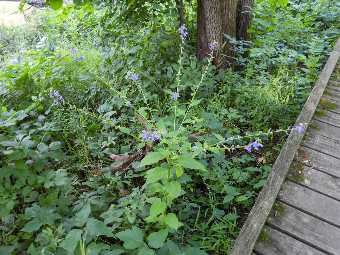 Campanulastrum americanum (American Bellflower)