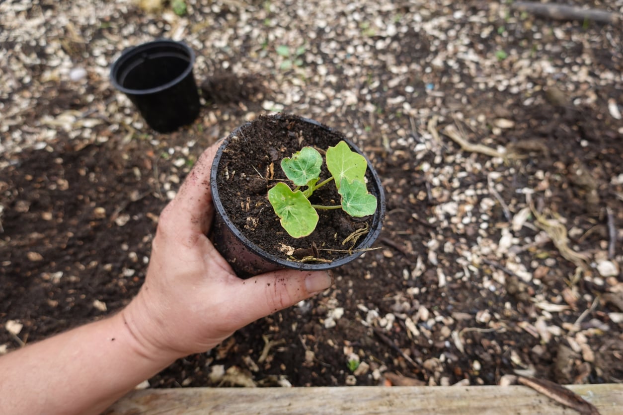 young potted nasturtium